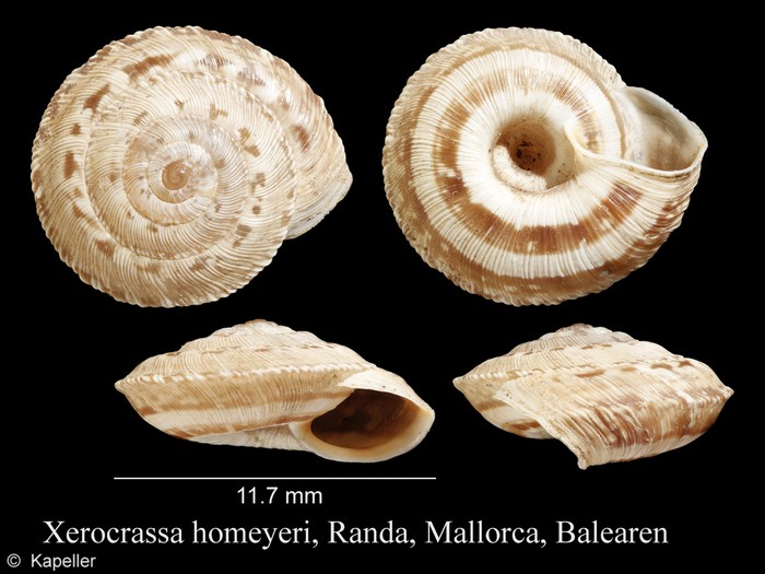 Xerocrassa homeyeri Xerocrassa homeyeri