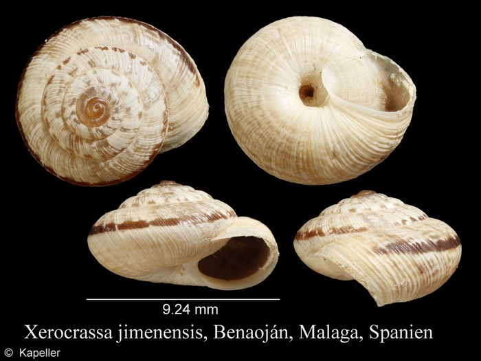 Xerocrassa jimenensis