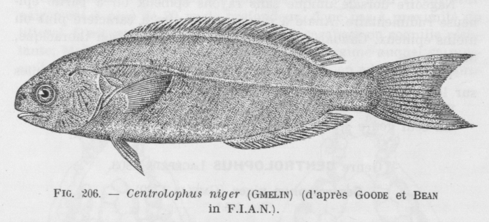 Poll (1947, fig. 206) Poll (1947, fig. 206)