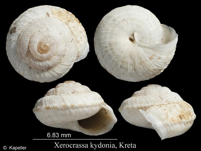 Xerocrassa kydonia