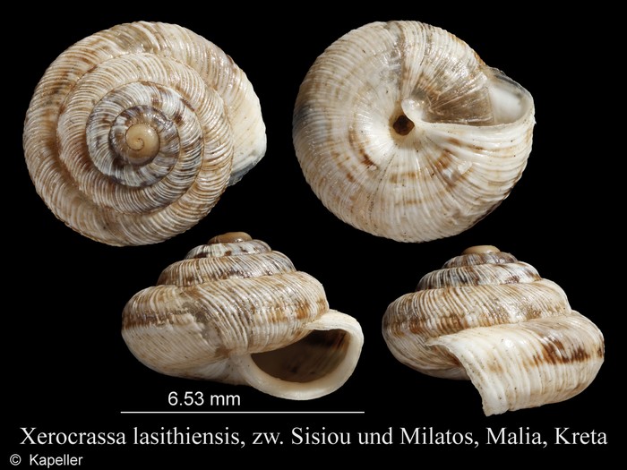 Xerocrassa lasithiensis Xerocrassa lasithiensis