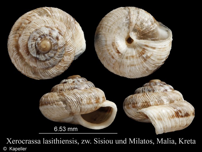 Xerocrassa lasithiensis