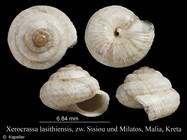 Xerocrassa lasithiensis
