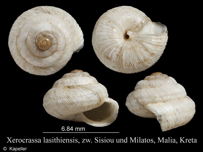 Xerocrassa lasithiensis