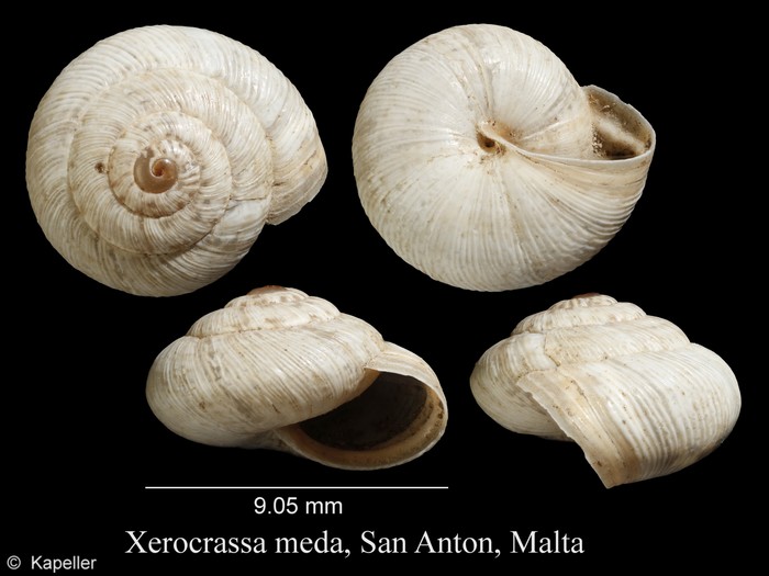 Xerocrassa meda Xerocrassa meda