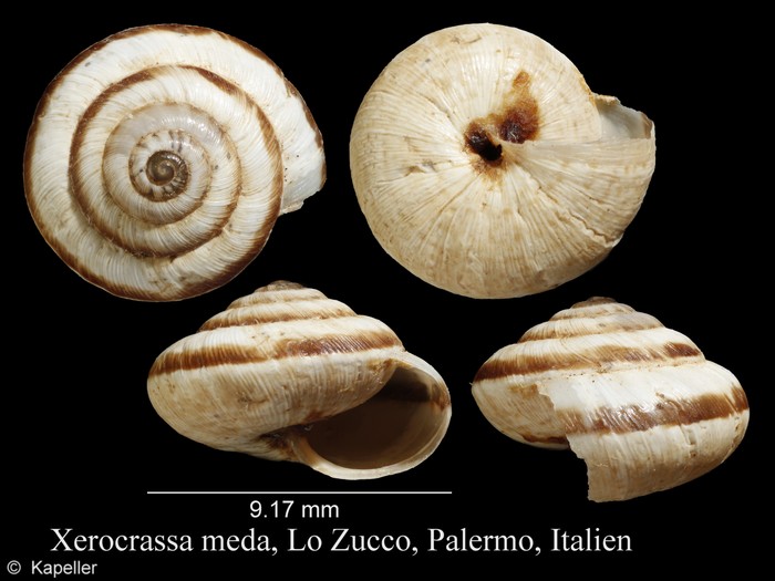 Xerocrassa meda Xerocrassa meda