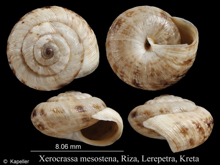 Xerocrassa mesostena