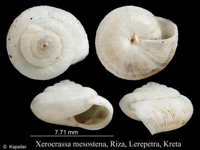 Xerocrassa mesostena