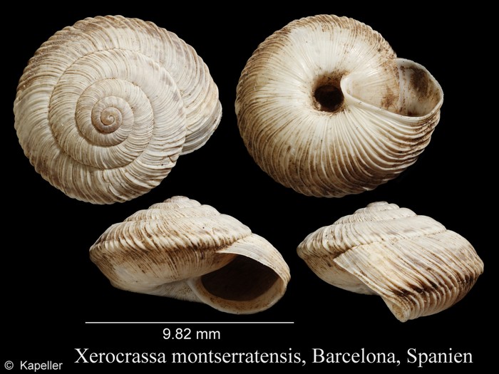 Xerocrassa montserratensis Xerocrassa montserratensis