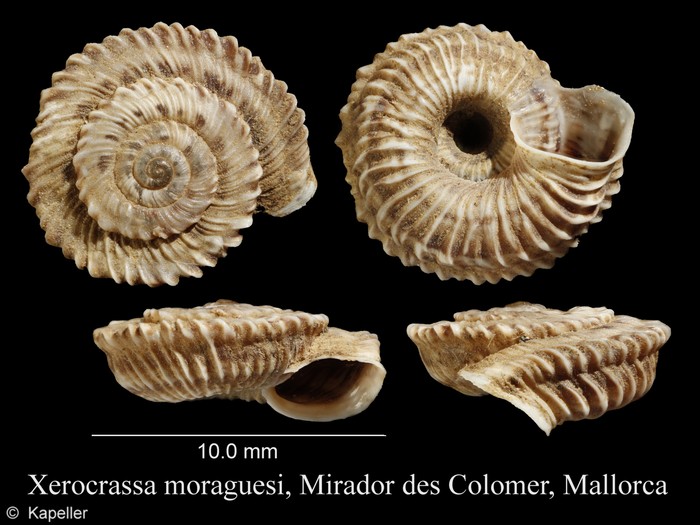 Xerocrassa moraguesi