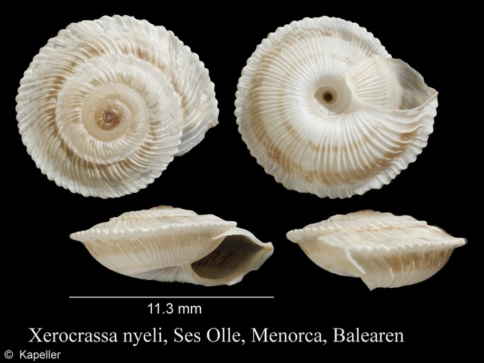 Xerocrassa nyeli