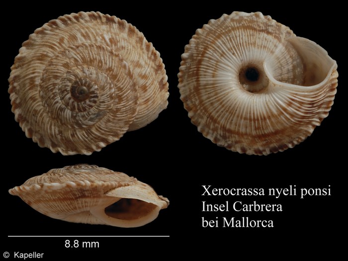Xerocrassa nyeli ponsi Xerocrassa nyeli ponsi