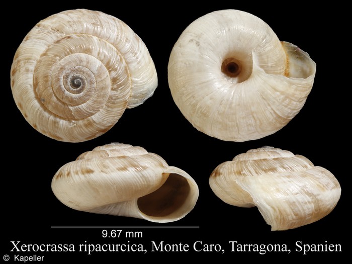 Xerocrassa ripacurcica