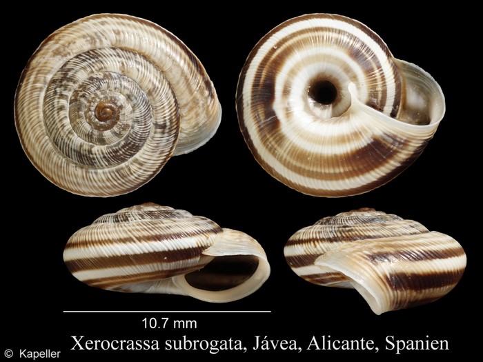 Xerocrassa subrogata