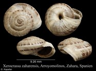 Xerocrassa zaharensis