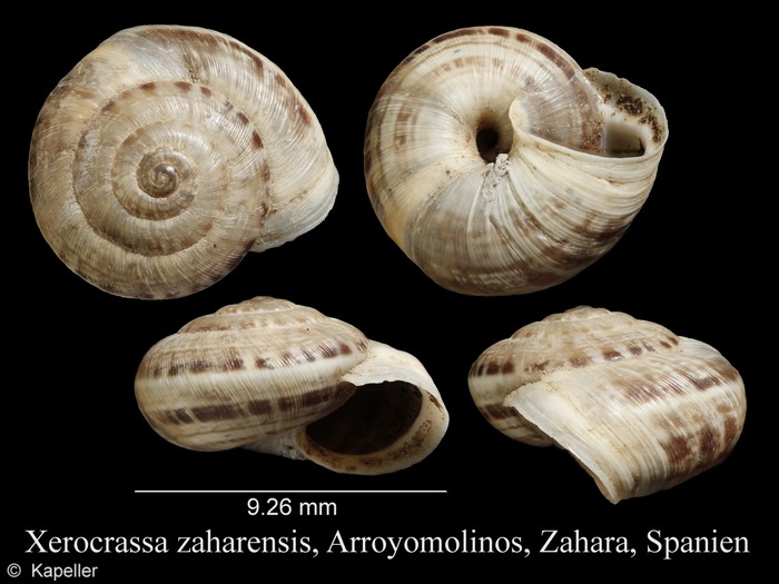 Xerocrassa zaharensis Xerocrassa zaharensis