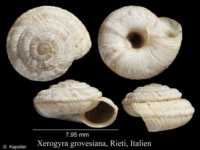 Xerogyra grovesiana Xerogyra grovesiana