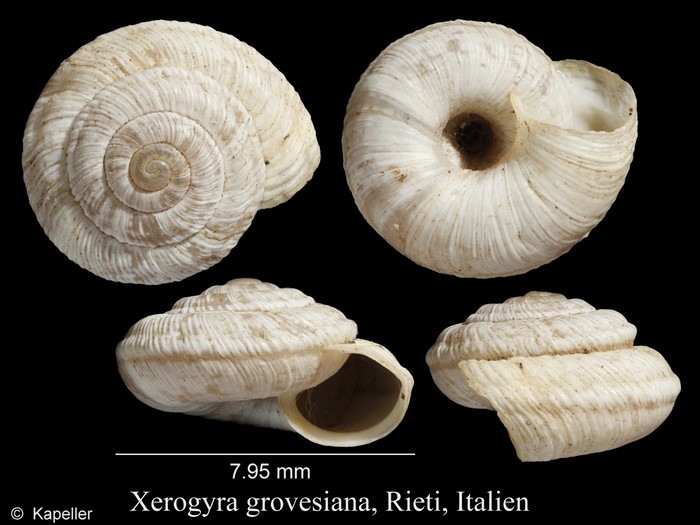 Xerogyra grovesiana