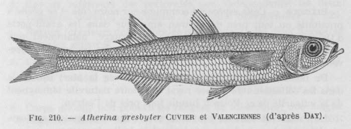 Poll (1947, fig. 210)