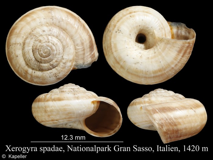 Xerogyra spadae