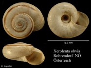 Xerolenta obvia