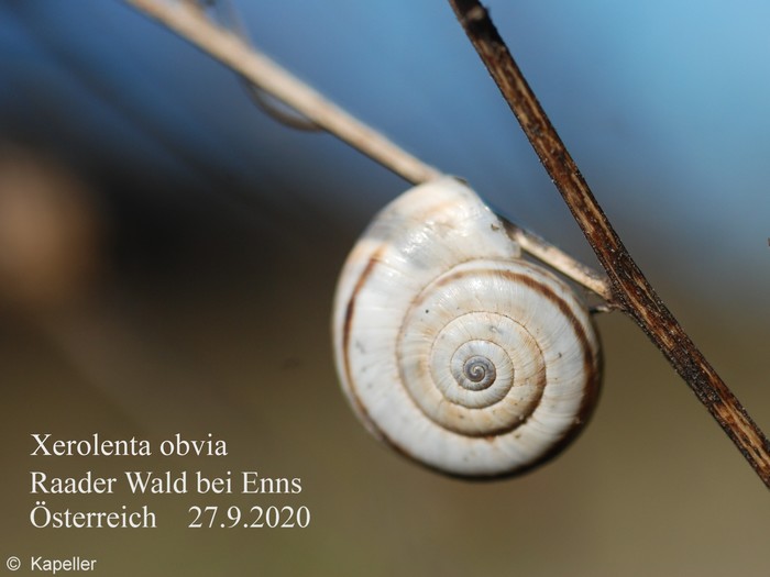 Xerolenta obvia