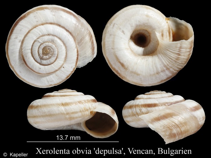 Xerolenta obvia depulsa Xerolenta obvia depulsa
