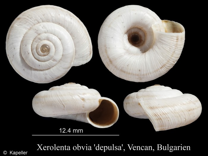 Xerolenta obvia depulsa Xerolenta obvia depulsa