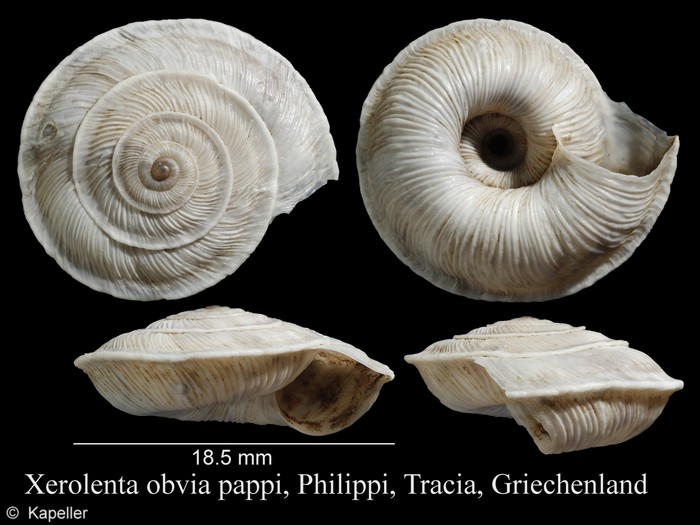 Xerolenta obvia pappi Xerolenta obvia pappi