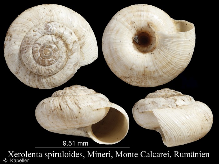 Xerolenta spiruloides Xerolenta spiruloides