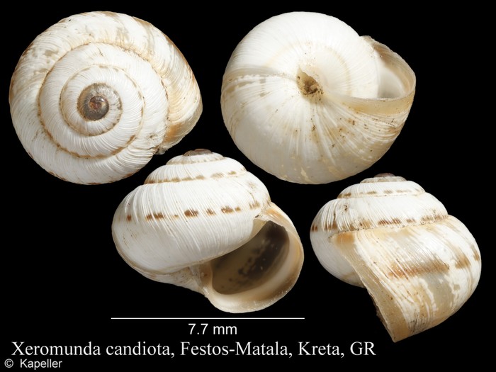 Xeromunda candiota