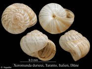 Xeromunda durieui