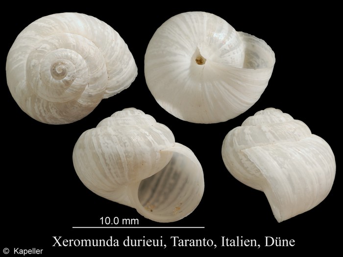 Xeromunda durieui Xeromunda durieui