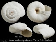 Xeromunda vulgarissima