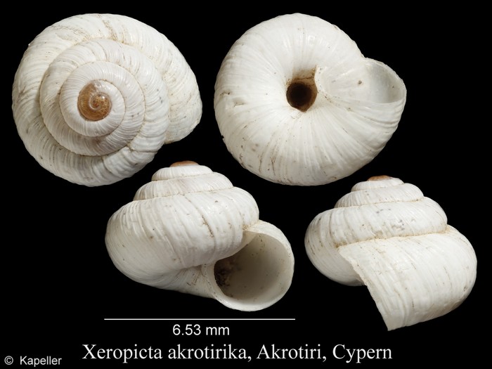 Xeropicta akrotirica Xeropicta akrotirica
