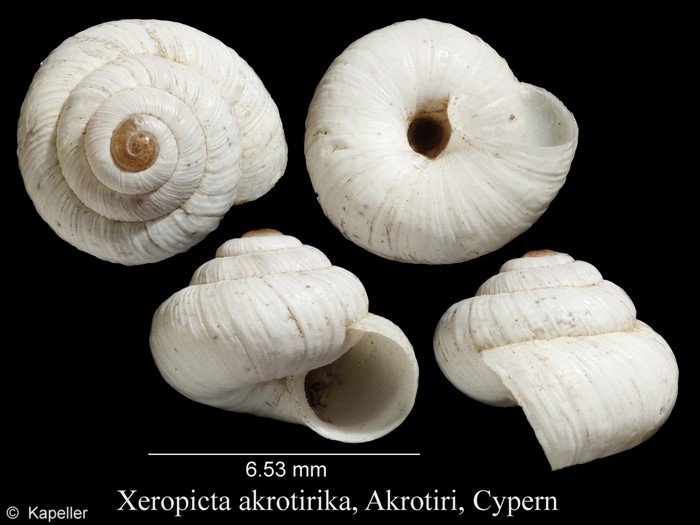 Xeropicta akrotirica