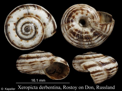 Xeropicta derbentina