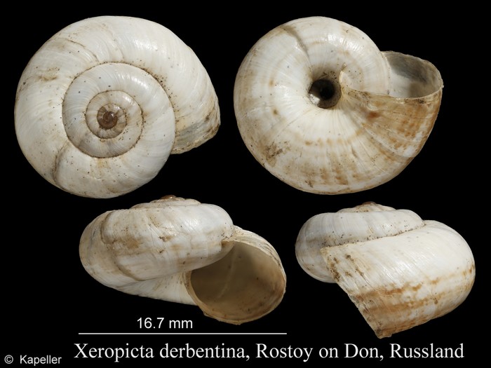 Xeropicta derbentina Xeropicta derbentina