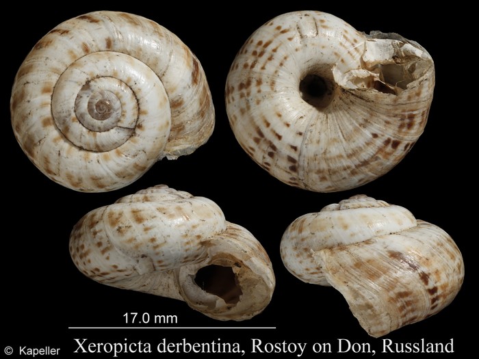 Xeropicta derbentina Xeropicta derbentina