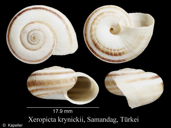 Xeropicta krynickii