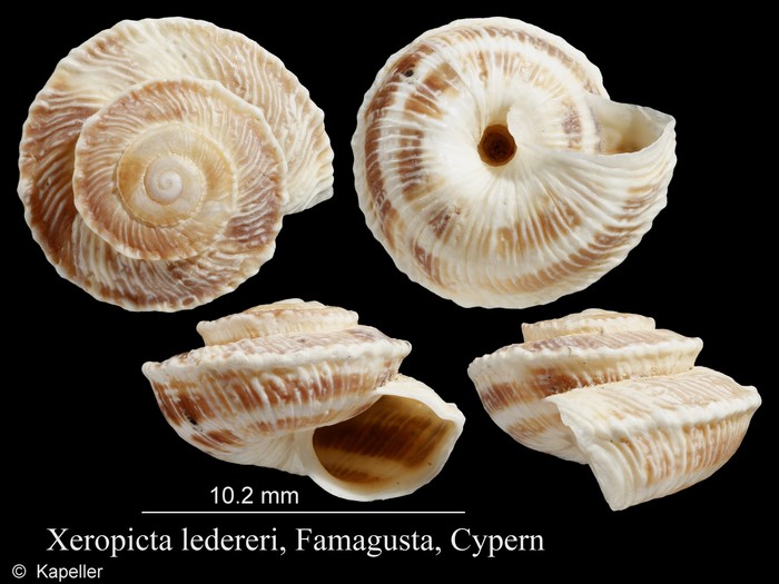 Xeropicta ledereri Xeropicta ledereri