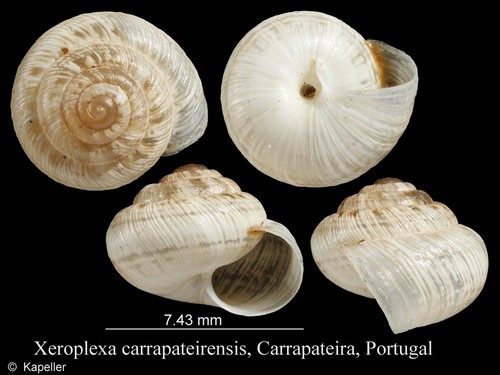 Xeroplexa carrapateirensis