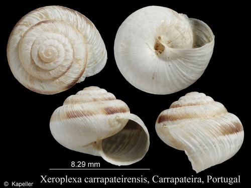 Xeroplexa carrapateirensis