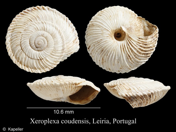 Xeroplexa coudensis