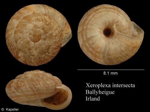 Xeroplexa intersecta