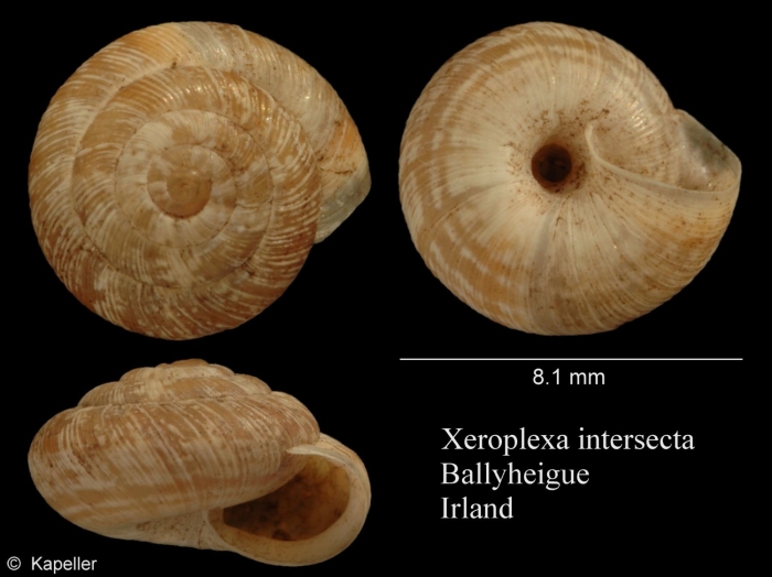 Xeroplexa intersecta Xeroplexa intersecta