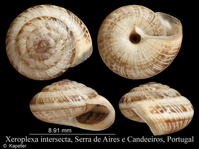 Xeroplexa intersecta Xeroplexa intersecta