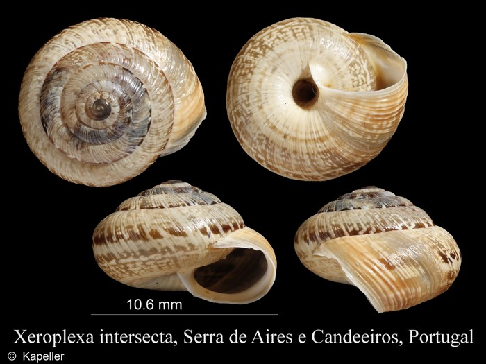 Xeroplexa intersecta Xeroplexa intersecta