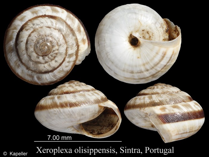 Xeroplexa olisippensis