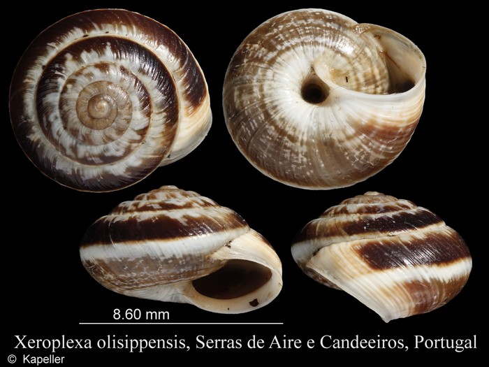 Xeroplexa olisippensis Xeroplexa olisippensis